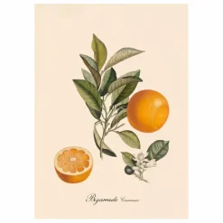 Online The Dybdahl Co. Affiche Bigarrade Couronnée Multicolore