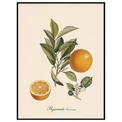 Online The Dybdahl Co. Affiche Bigarrade Couronnée Multicolore