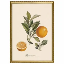 Online The Dybdahl Co. Affiche Bigarrade Couronnée Multicolore