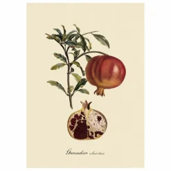 Discount The Dybdahl Co. Affiche Grenadier à Fruit Doux Multicolore