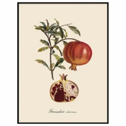 Discount The Dybdahl Co. Affiche Grenadier à Fruit Doux Multicolore