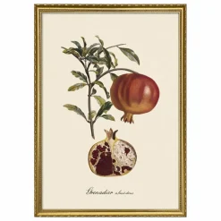 Discount The Dybdahl Co. Affiche Grenadier à Fruit Doux Multicolore