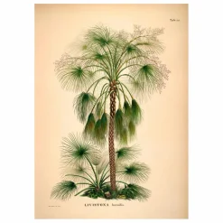 The Dybdahl Co. Affiche Livistona Humilis