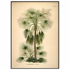 The Dybdahl Co. Affiche Livistona Humilis