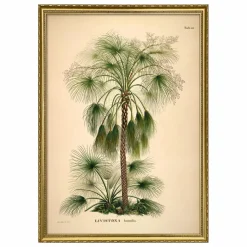 The Dybdahl Co. Affiche Livistona Humilis