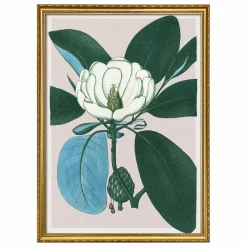 Clearance The Dybdahl Co. Affiche Magnolia Glauca Multicolore