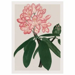 The Dybdahl Co. Déco Murale, Papier Peint|Affiche Rhododendrum Maximum