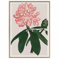 The Dybdahl Co. Déco Murale, Papier Peint|Affiche Rhododendrum Maximum