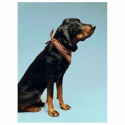 Hay Bandana pour chien | Marron