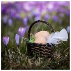 Erzi Cuisines, Marchandes|Boîte de 6 oeufs bruns