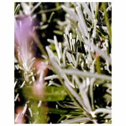 L:A BRUKET Crème pour le corps Sauge Romarin et Lavande 298 - 200ml Non teinté Online