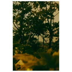 Aesop Eau de Parfum Virēre - 50ml Non teinté Sale