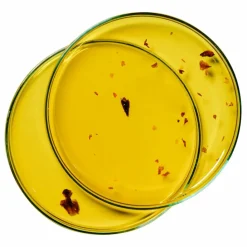 Femme Alaena Soins Du Corps|Huile nourrissante Pétales de Rose - 100ml