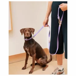 Sale Approved by Fritz Laisse réglable pour chien | Lilas tLilas