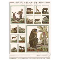 Les Jolies Planches Planche Espèces choisies d'Afrique - Animaux de Buffons Multicolore