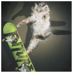 Enfant Molo T-shirt Rube Skate Cat Coton Bio |